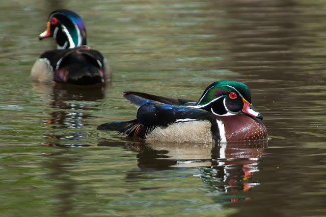 Wood ducks at Sterne Park