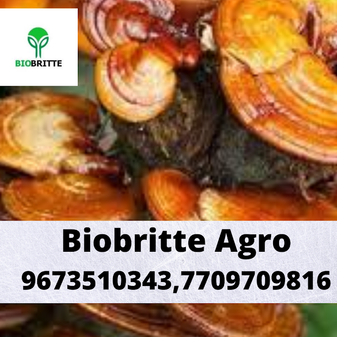  Buy Ganoderma Mushroom Online |Mushroom Spawn Supplier In Saudi Arabia | Scope Of Ganoderma Mushroom In Medina 