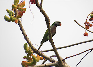 Red-breasted Parakeets