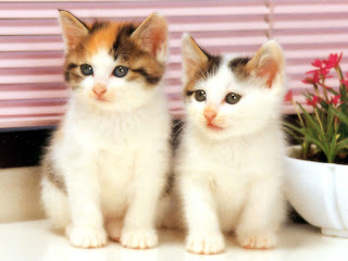Cute Twin White Cats Picture