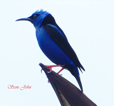 Aves de Chiriquí: Cyanerpes cyaneus