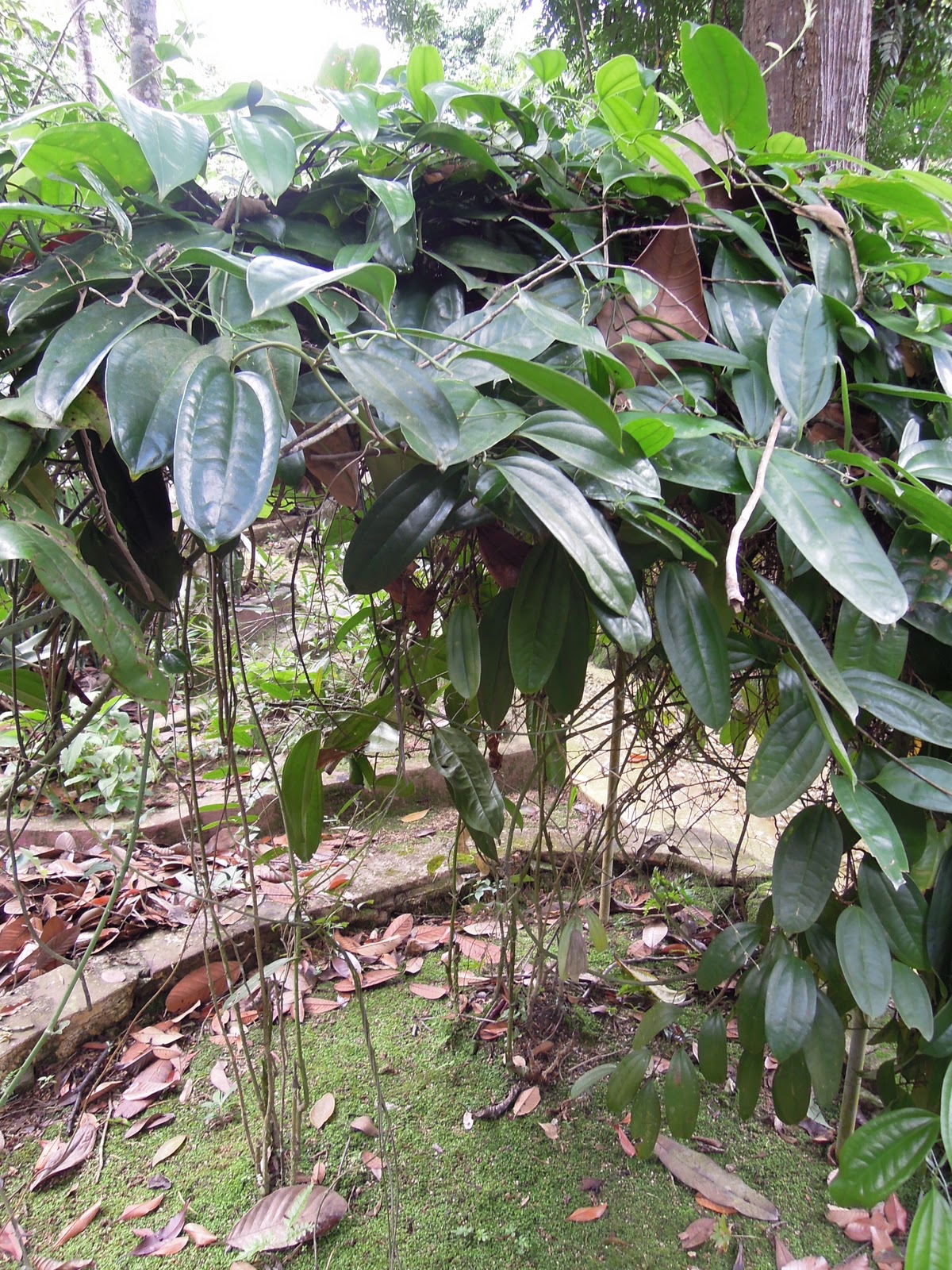 Hidup Biar Allah Sayang: Hutan Botanikal Air Keroh 