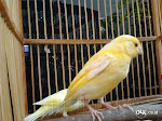 Gambar Burung Kenari Taiwan