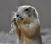 Prairie Dog (prairie dog)