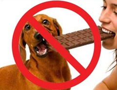 Cachorro e chocolate