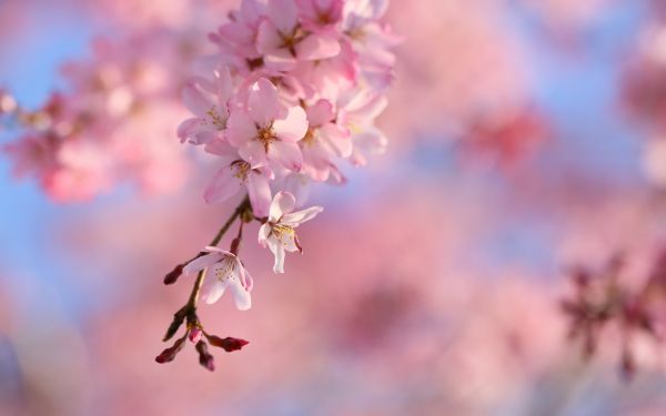 صور أشجار أزهار ساكورا Sakura