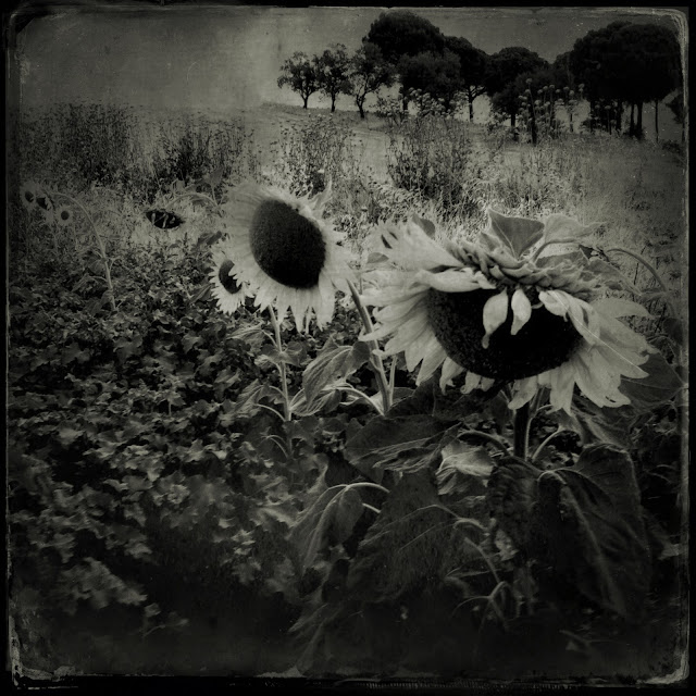 iphoneography, iphoneart, landscape Photo pictorialism, iphoneografias, iphone photography, Mobile photography, iphone, sunflowers, nem