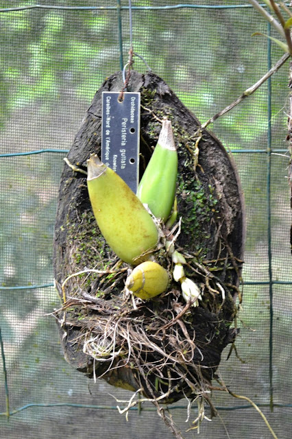 Guyane, Jardin botanique, Macouria, orchidée