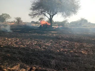 शॉर्ट सर्किट से खेतों में लगी आग सैकड़ों बीघा की नरई व भूसा हुआ राख  रिपोर्ट :- विजय द्विवेदी  जगम्मनपुर, जालौन : विद्युत शार्ट सर्किट से खेतों में आग लगने के कारण सैकड़ो बीघा की नरई एवं हजारों कुंतल भूसा जलकर राख हो गया ।  रामपुरा थाना अंतर्गत ग्राम जगम्मनपुर के निकट विद्युत शार्ट सर्किट के कारण आग लगने से हार्वेस्टर के द्वारा गेहूं की फसल काटने के बाद भूसा बनने के लिए खेतों में खड़ी अवशिष्ट नरई एवं खेतों में रखें गेहूं बेझर भूसा के ढेर सहित काली ईट भट्ठा के लिए संग्रहित हजारों कुंतल लाही का भूसा जलकर राख हो गया ।बताया जाता है कि आज शुक्रवार की दोपहर समय लगभग 1:00 बजे जगम्मनपुर के निकट अनिरुद्ध सिंह सेंगर के खेतों के पास प्राइवेट नलकूप के लिए गए विद्युत तारों से एक चिंगारी खेतों में गिरी जिससे खेतों में गेहूं की फसल के अवशिष्ट भाग नरई में आग लग गई , तेज हवा चलने के कारण देखते-देखते आग ने प्रचंड रूप धारण कर लिया जिससे लगभग 300 एकड़ खेतों की नरई एवं खेतों में रखा गेहूं बेझर का भूसा जलकर राख हो गया वहीं काली ईट भट्टा जगम्मनपुर के लिए संग्रहित लगभग नौ हजार कुंतल लाही के भूसे का ढेर भी जलकर भस्मीभूत हो गया । सूचना पाकर जिलाधिकारी जालौन के निर्देश पर उप जिलाधिकारी माधौगढ़ विश्वेश्वर सिंह , प्रभारी थानाध्यक्ष रामपुरा सोनू श्रीवास्तव , उप निरीक्षक विनोद कुमार सिंह जगम्मनपुर चौकी प्रभारी एवं उप निरीक्षक रामकिशोर सिंह मय पुलिस बल एवं दमकल की दो गाड़ियों सहित तत्काल मौके पर पहुंच गए व आग बुझाने के सार्थक प्रयास किए। बमुश्किल आग पर काबू पाया । आग का रूप इतना प्रचंड था कि यदि उचित समय पर प्रशासनिक सहायता ना होती तो समीप के बेनीपुरा गांव तक आग पहुंच सकती थी । इस घटना में भले ही फसल का नुकसान ना हुआ हो लेकिन नरई एवं भूसा जलने से पशुओं के लिए भोजन का संकट उत्पन्न हो गया है।