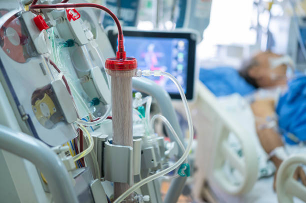 A record 61-day pig kidney trial awaits organ transplant patients