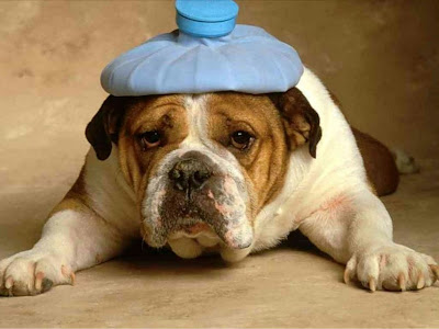 Funny dog with a headache and hotwater bottle