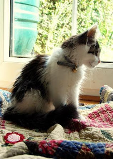 Cat on a quilt