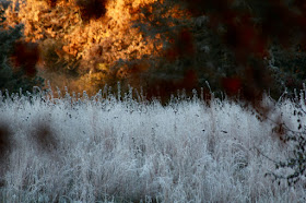 Autmn's frosted grasses