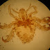 Filo Arthropoda. Ordem Anoplura