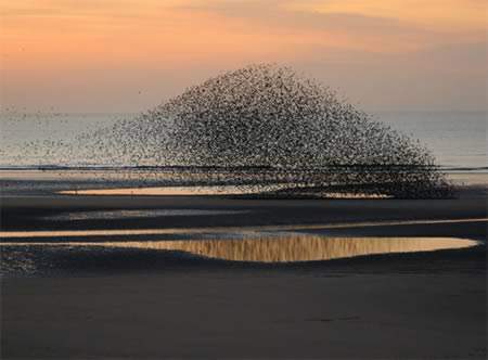 formasi-burung-paling-keren-gundukan-pasir