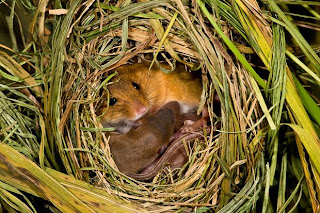 Female Mouse in the Nest