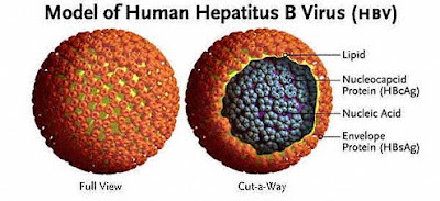 Pengobatan Terbaik Untuk Hepatitis B