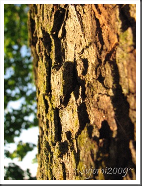 2009 06 26 IMG_6750