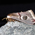 Emperor Moth