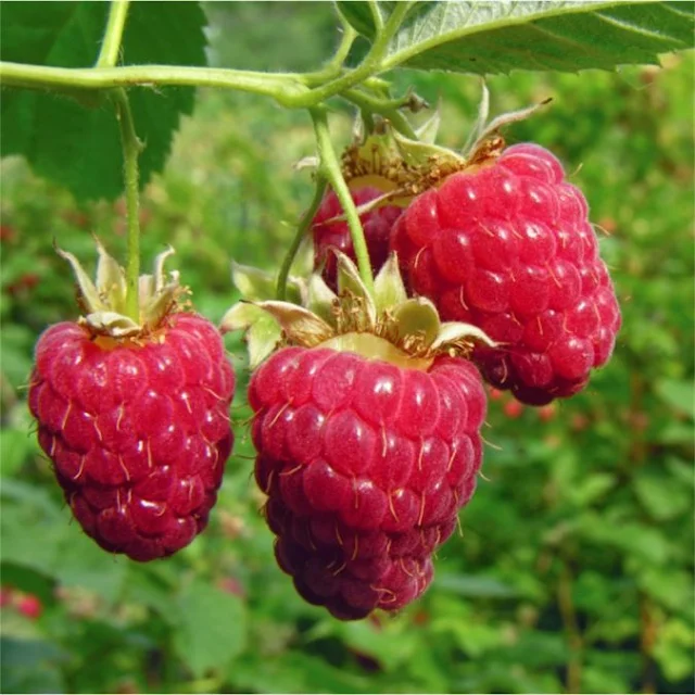 Framboesa ou Rubus idaeus