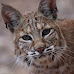 Top 8 Legal Exotic Cats in The UK