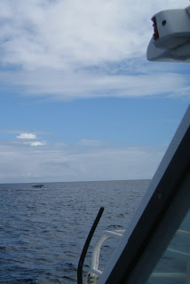 humpback whale tail from boat