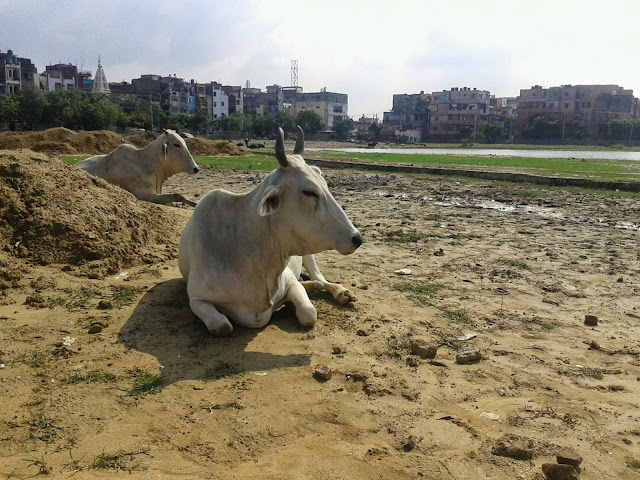 Cow on Road, Cow in Delhi Road
