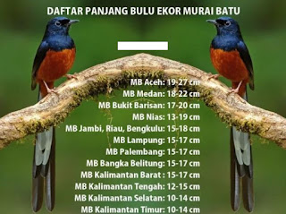 Foto Burung Murai Batu Update Harga Anakan Jantan Terbaru 