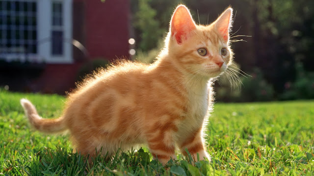 Cute Cats HD Wallpaper Free