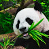 Top 10 Cute  baby Panda Images, Pictures, Photos, Greetings for WhatsApp