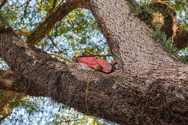 Macaco no alto de uma árvore