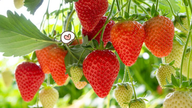 how to grow strawberries from seeds