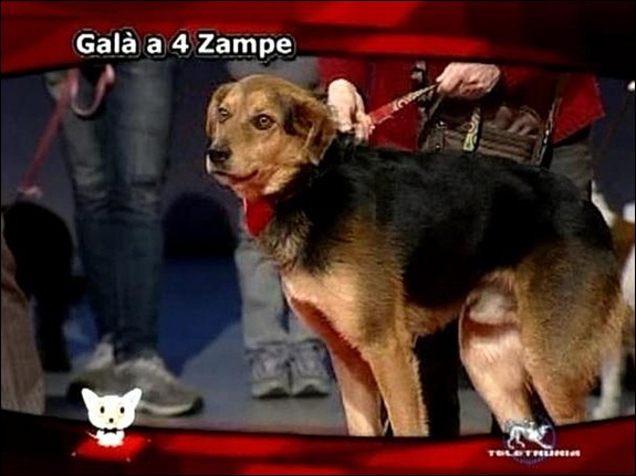 12 tv