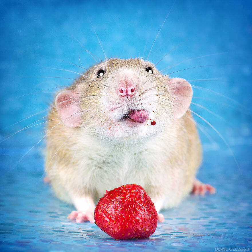 Artist Has Been Photographing Rats For Years To Make The World Love Their Image