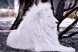 White Lion