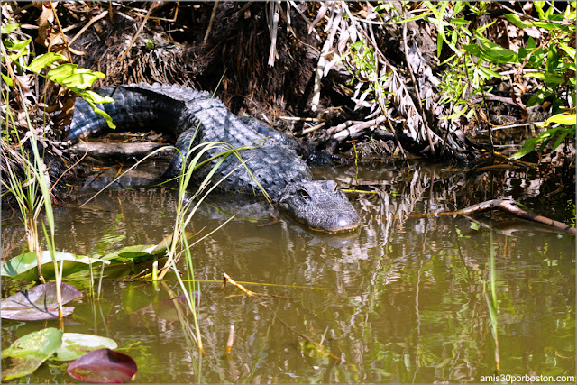 Caimán en el Parque Nacional de los Everglades en Florida