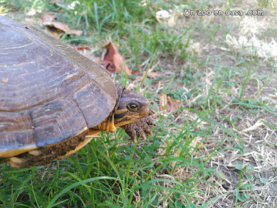 Mauremys mutica - Yellow pond turtle