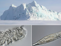 Bdelloid rotifer survives 24,000 years frozen in Siberia.