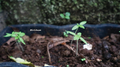 Berkebun, Menanam Kehidupan Demi Kehidupan