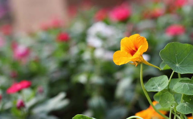 Nasturtium Flowers Pictures