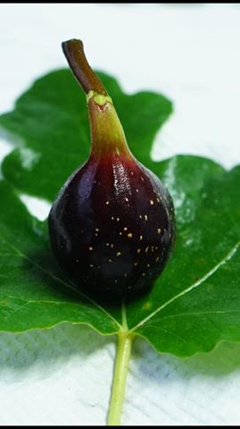 JUOALLE NOIRE Fig