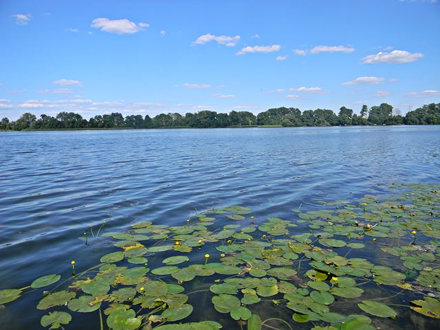 rośliny wodne, las, woda, jezioro, Pszczew