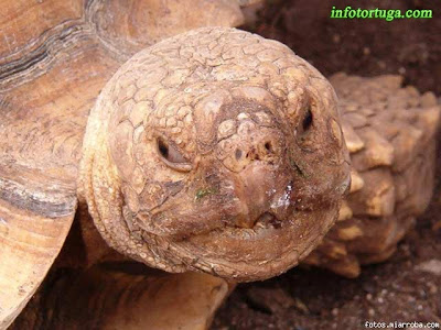 African spurred tortoise