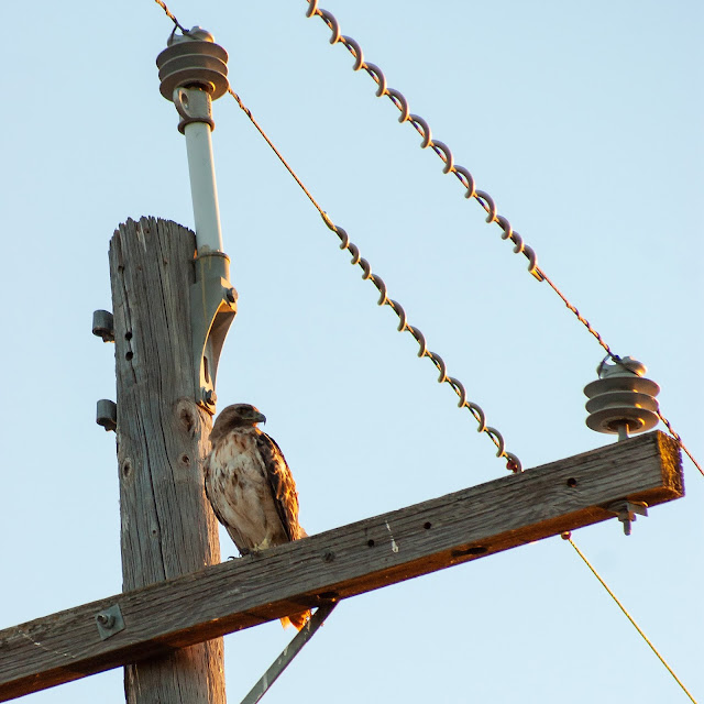 Birdwatching and Nature Vic Fazio Yolo Bypass Wildlife Area