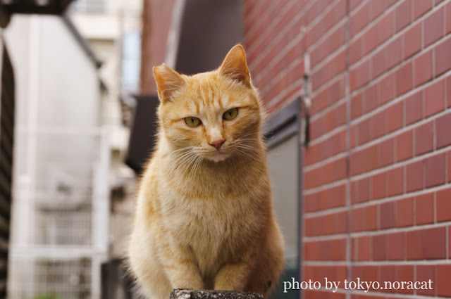 猫写真