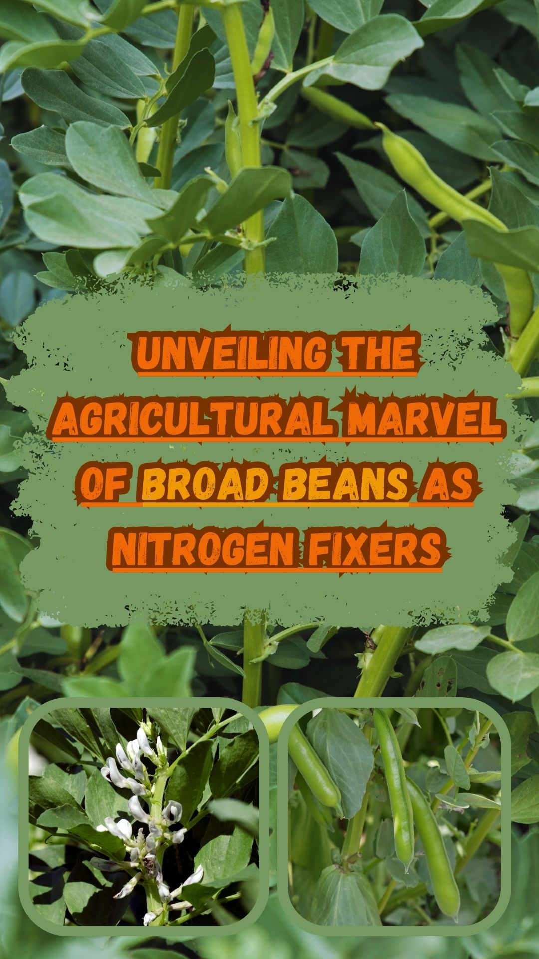 Today, we're going to uncover the simple yet amazing secret of how broad beans work their nitrogen-fixing magic, making them perfect pals for beginner gardeners like you. So, let's dive into the fun and fascinating world of broad beans and discover why they're the superheroes of your garden's soil!