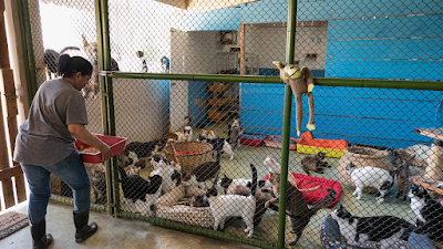 Animal Care