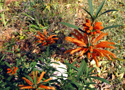 Annieinaustin, lion's tail plant