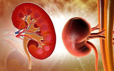 Chronic kidney failure : causes, symptoms and treatment