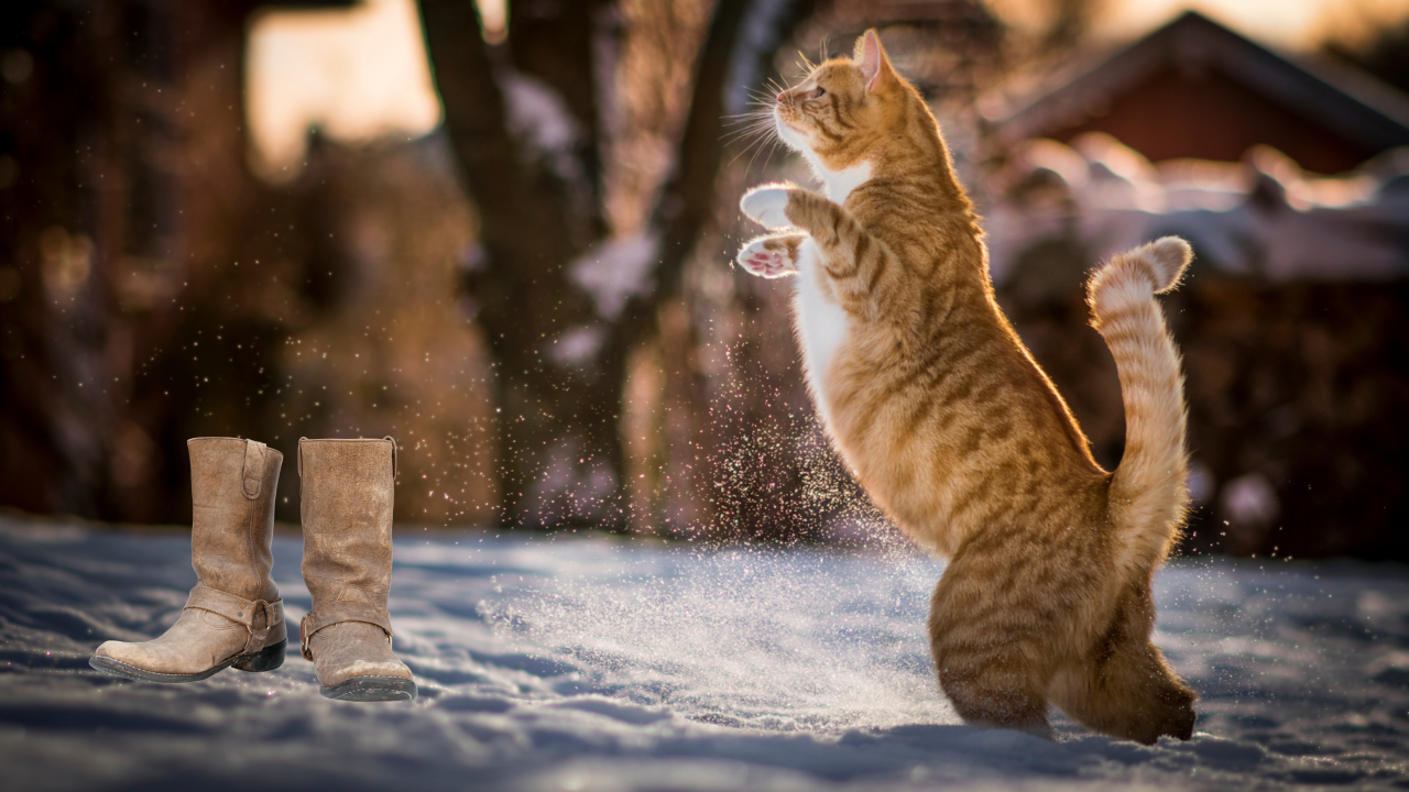 El gato a punto de ponerse las botas